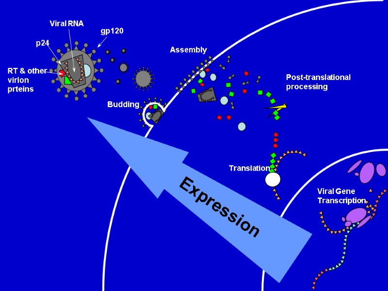 Expression Budding  Assembly  Translation  Post-translational processing